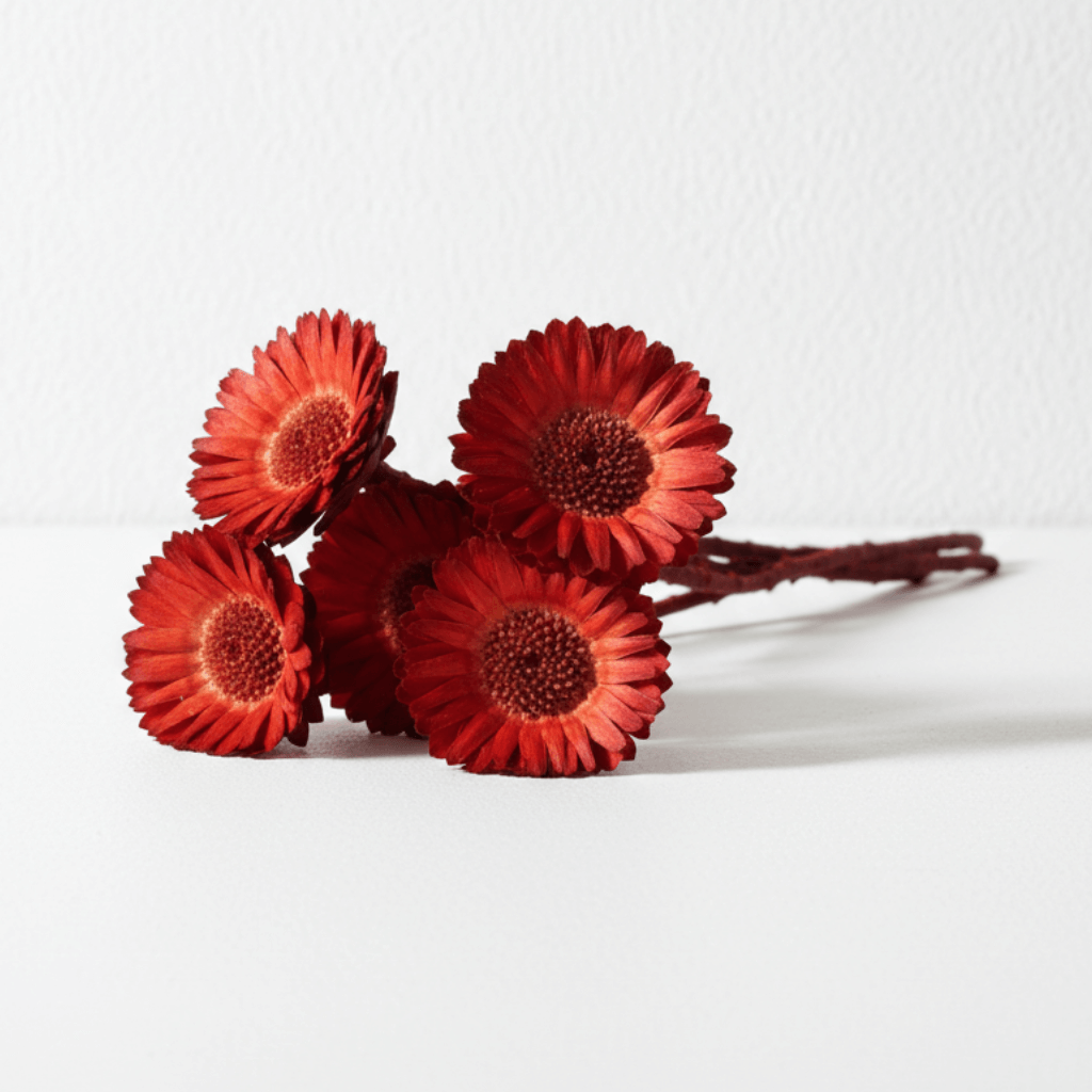 Sušená Protea rozeta v červené barvě – exotický doplněk do floristických dekorací